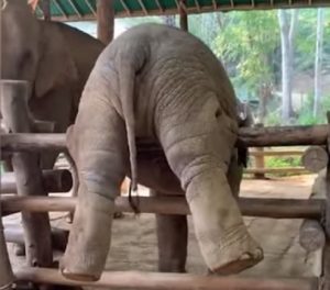 elefantino prova salto staccionata 