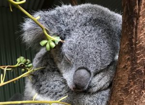  Koala a rischio estinzione: ne sono rimasti solo 80mila