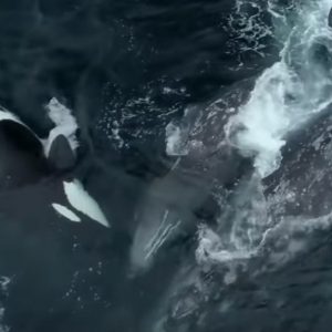 Monterey, branco di orche assassine attacca una balena con il suo cucciolo VIDEO