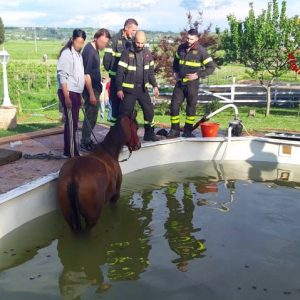 Delfino spiaggiato, puledro in piscina, capriolo incastrato: tutti salvati da vigili del fuoco e urbani