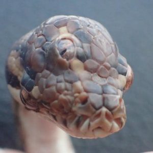 Australia, serpente con tre occhi trovato nel Northern Territory