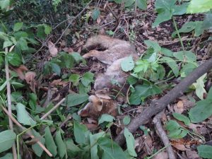 Roma, una delle due volpi di Villa Pamphilj uccisa da un cane senza guinzaglio
