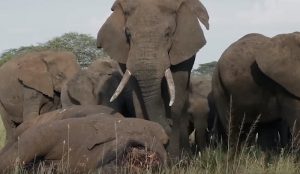 tanzania elefanti piangono esemplare