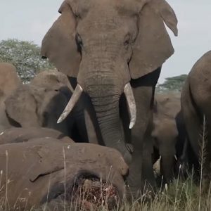 tanzania elefanti piangono esemplare