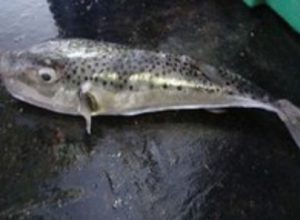 Florida, mangia pesce palla e viene ricoverato per avvelenamento: dialisi a vita (foto Ansa)