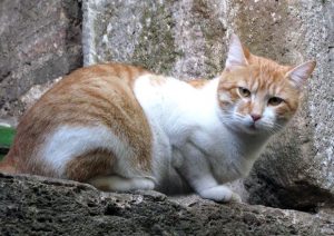 Canicattì (Agrigento), uccide un gatto per mangiarlo: il cadavere nello zaino