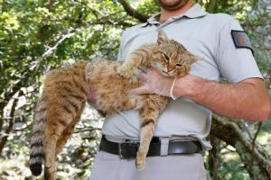 Gatto-volpe, scoperta in Corsica una nuova specie di felino