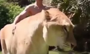 Ligre Apollo: l'incrocio tra un leone e una tigre da 340 kg di peso VIDEO