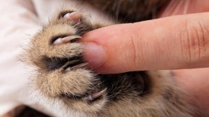 Gatti, vietato asportare le unghie: la proposta di legge a New York