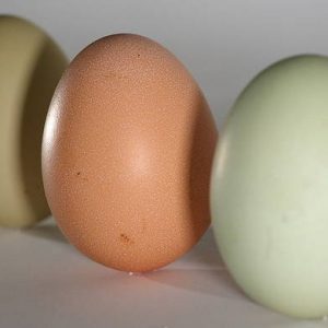 Uova sintetiche dalle piante (alghe, soia, semi di zucca): un mercato da un mld 1 $, aperta la corsa