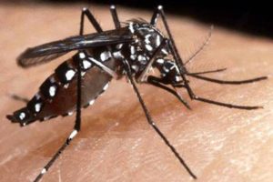 Zanzare maschi sterili liberate a Bologna: parte la lotta biologica