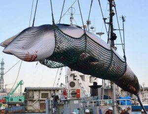 Il Giappone riprende la caccia alle balene. Proteste degli animalisti