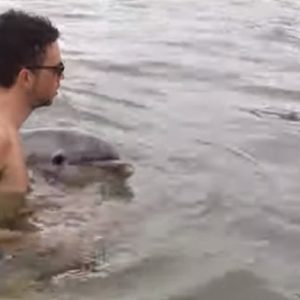 gargano delfino spiaggiato