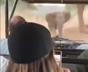 elefante attacca jeep