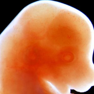 Embrioni ibridi uomo-animale in Giappone