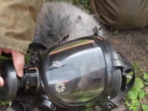 Tomsk (Russia), gatto salvato dall'incendio e rianimato con la maschera dell'ossigeno VIDEO