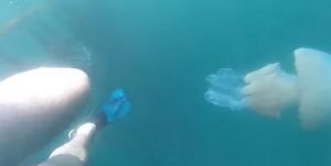 Medusa gigante in Cornovaglia