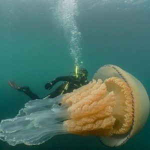 meduse giganti