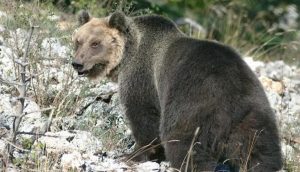 Trentino, orso M49 scappa dal recinto ed è in fuga. Ordine: "Sparate a vista"