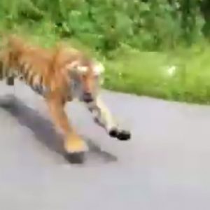 india tigre del bengala