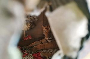 Tigre sul letto di una casa in India