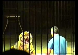 Le tigri e l'attacco fatale al domatore, perché? Movimento brusco, istinto predatorio, logica del branco 