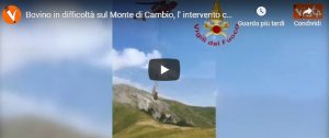 Bovino in difficoltà sul Monte di Cambio, l’intervento con l’elicottero AGENZIA VISTA