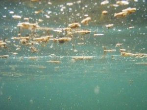 Puglia, allarme alga tossica: bollino rosso in Gargano e Salento. "Meglio evitare i ricci di mare"