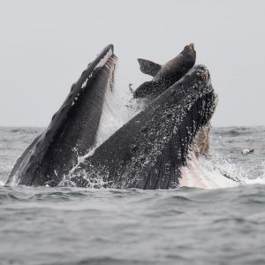 Balena leone marino