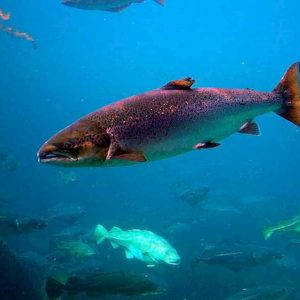 Alaska: salmoni di tutte le specie sterminati dal caldo. Una strage senza precedenti