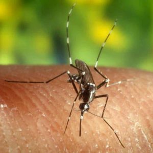Dengue, un caso di febbre a Chiari: allarme del sindaco, sos nella provincia di Brescia