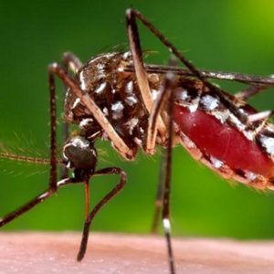 Zanzare infette virus mortale