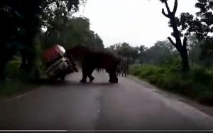 elefante furgoncino india