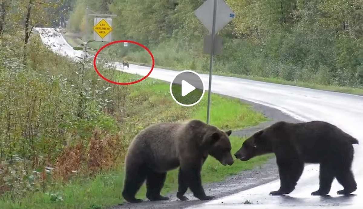 Canada Due Orsi Grizzly Combattono In Autostrada Lupo Osserva La Scena