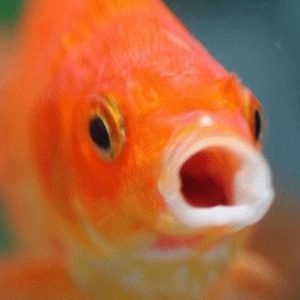 Pesce rosso di un grammo operato di tumore all'addome: è il più piccolo paziente del Regno Unito
