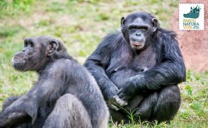 Scimmie in fuga a Bussolengo (Verona): sos al Parco Natura Viva, 3 scimpanzè persi e poi trovati