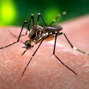 zanzara febbre dengue