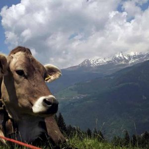 Alto Adige addio: tutte le persone che abitano a Bolzano e provincia sarà solo sudtirolese