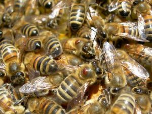 Api da miele in grado di fare calcoli matematici: la scoperta in uno studio