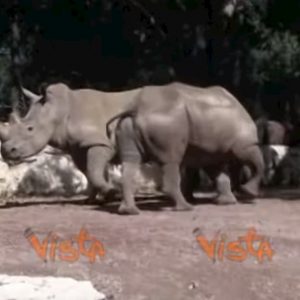 Thomas e Kibo, i due rinoceronti bianchi arrivati al Bioparco di Roma VIDEO