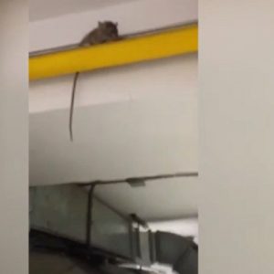 Il topo filmato nella cucina della scuola