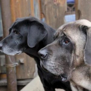 Cani, nel 2018 novemila furti sventati grazie al loro abbaiare
