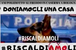 Bologna, cani poliziotto al freddo: il sindacato lancia una raccolta fondi tra "sardine" e salviniani