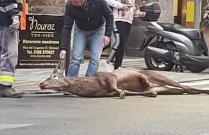 Chiavari, cervo investito nel centro storico: è morto. Donate le carni alla mensa dei poveri