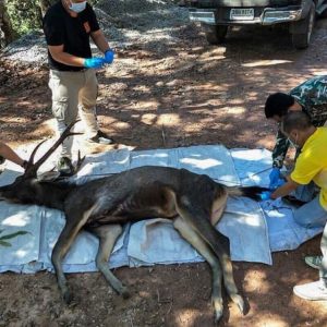 Thailandia, cervo morto in parco nazionale aveva chili plastica stomaco