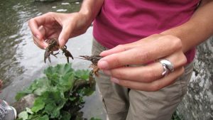 Gamberi di fiume: la peste "straniera" li decima, task force per il ripopolamento