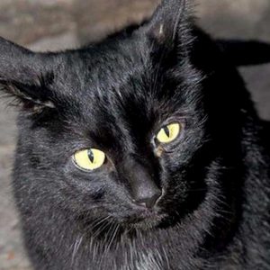 gatto nero foto milano