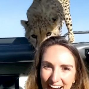 ghepardo safari tanzania