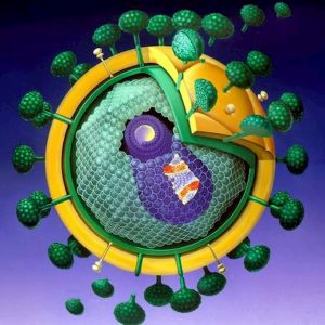 Scoperto nuovo ceppo del virus Hiv