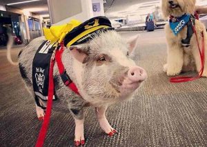 San Francisco, la maialina LiLou assunta in aeroporto per placare l'ansia dei passeggeri